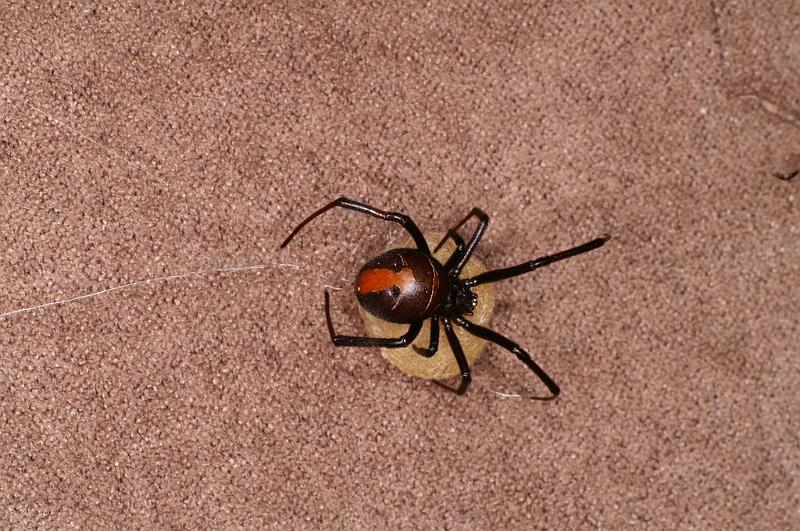 Latrodectus_hasselti_D7216_Z_89_Alexandra hills Brisbane_Australie.jpg